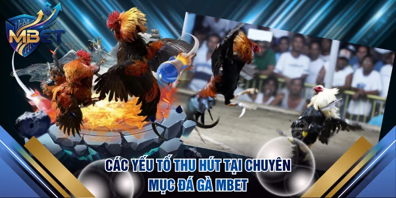 Các yếu tố thu hút tại chuyên mục đá gà MBET